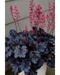 Гейхера гібридна ’Таймлес Найт’|Heuchera hybrida ’Timeless Night’|Гейхера гибридная ’Таймлес Найт’